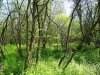 Рукотворность лесного массива Рязанский лес прослеживается в рядах деревьев