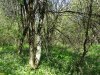 Урочище Рязанский лес (Белореченский район) - перспективная ООПТ местного значения