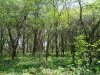 Рукотворность лесного массива Рязанский лес прослеживается в рядах деревьев