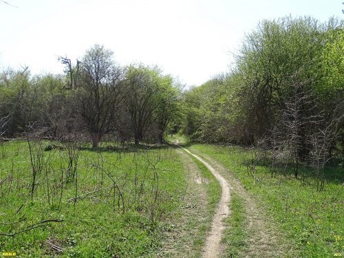 Окраина лесного массива Рязанский лес (ст.Рязанская, Белореченский район)
