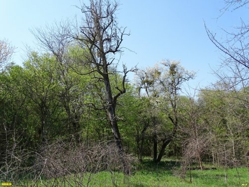 Весна в урочище Рязанский лес 