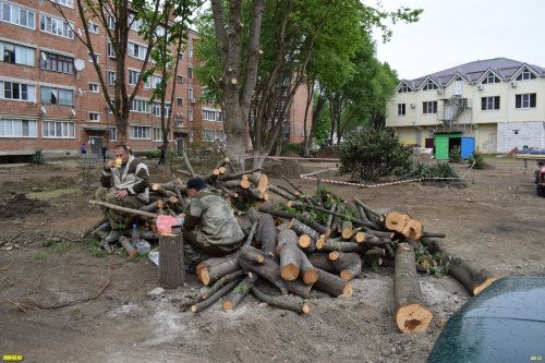 "Комфортная городская среда" по-апшеронски: рабочие "освободили" территории от якобы больных деревьев 