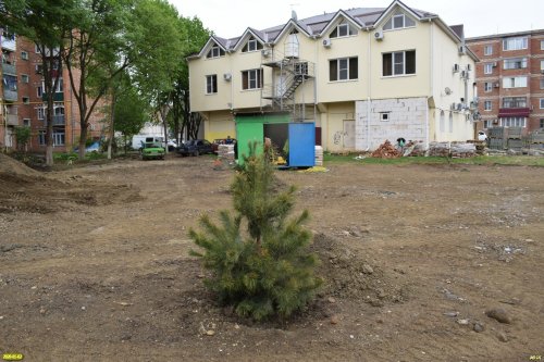 Вряд ли эта ёлка выживет под тяжёлой поступью проекта "Комфортная среда" во дворе дома на Ворошилова, 1 в Апшеронске