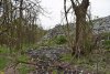 Ядовитая "река" с Апшеронской свалки убивает окружающий лес