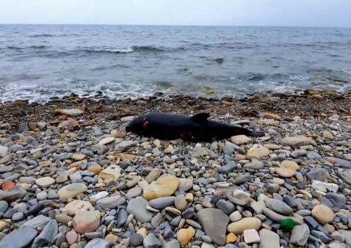 Мертвый дельфин на пляже в Анапе 16 мая 2020 года