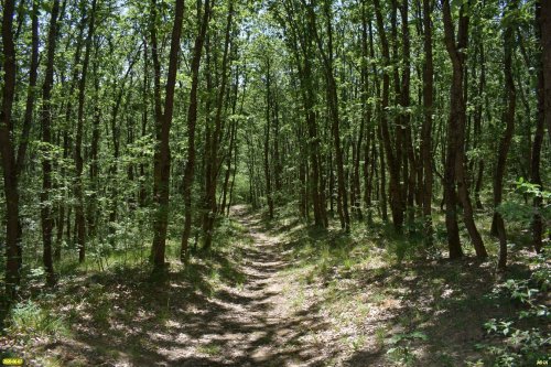 Возраст дубов в Ильском лесу - 40-50 лет