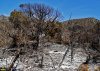 Губернатор осматривает сгоревший лес в заповеднике "Утриш" между 3-й лагуной и Базовой щелью