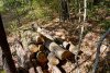 Застройка лесного фонда на обрыве над мысом Гуава