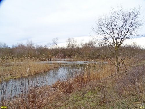 Северо-западная окраина леса Афипсип