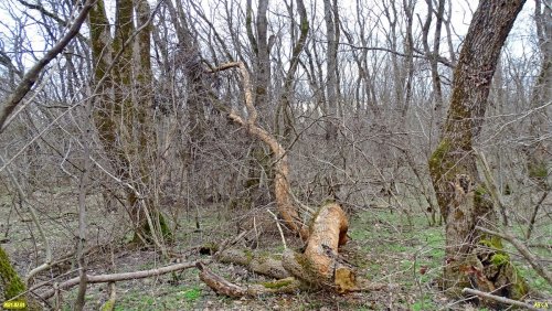 Относительная труднодоступность леса Афипсип местами делает его похожим на заповедник