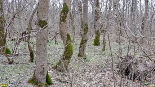 Пока почти нетронутый дубовый лес Афипсип