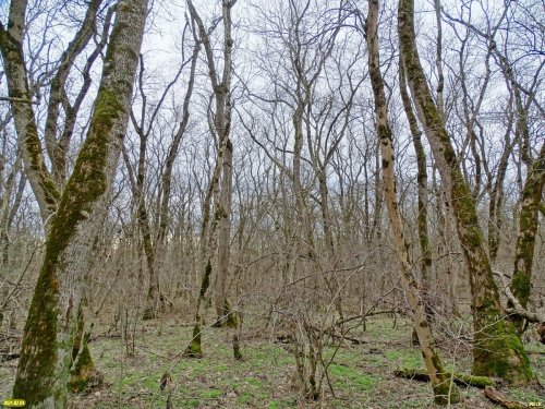 Лес Афипсип - один из немногих сохранившихся островков равнинного леса на Кубани