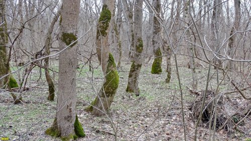 Пока почти нетронутый дубовый лес Афипсип