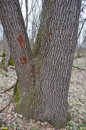 В северной части леса Афипсип готовится незаконная выборочная рубка здоровых деревьев