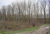 Рукотворный лес Куркуй возле станицы Варениковской