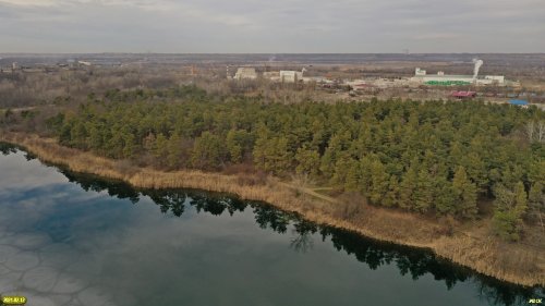 Самый большой кластер памятника природы "Насаждение сосны крымской"