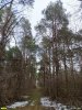 Высота деревьев сосны крымской в памятнике природы - около 20 м, диаметр стволов - около 30 см