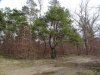 Насаждение сосны крымской - памятник природы в Гулькевичском районе