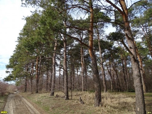 Тропа вдоль берега водоёма в памятнике природы "Насаждение сосны крымской"