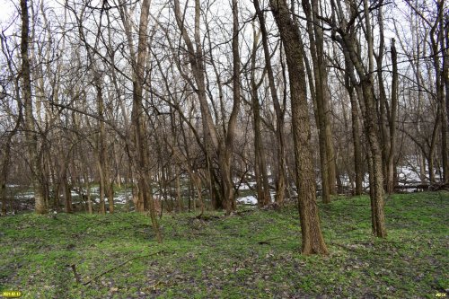 Роща амурского бархата (Кропоткин)