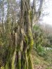 Колхидский лес в Хосте готовят к уничтожению через повреждение стволов деревьев