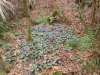 Цикламен косский - представитель флоры готовящегося к уничтожению леса в Хосте