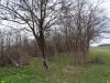 Остатки леса на одном из участков лесного фонда возле п.Семигорского, которые планируется вырубить под застройку