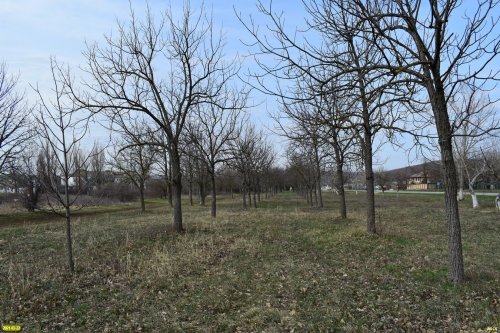 Рукотворная роща возле п.Семигорского - тоже участок лесного фонда (Новороссийское лесничество), который хотят вырубить
