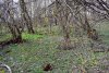 Этот участок лесного фонда в Новороссийском лесничестве зацветает, а рядом идёт вырубка и застройка