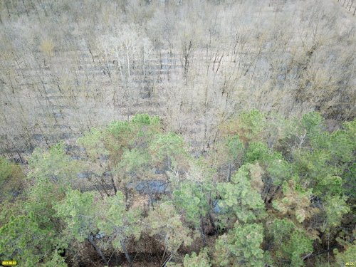 Посадки сосны в лесопарке Юбилейный возле аула Понежукай