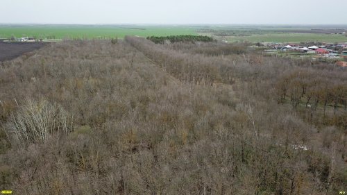 Посадки сосен и кленовая аллея в лесопарке Юбилейный (Теучежский район Адыгеи)