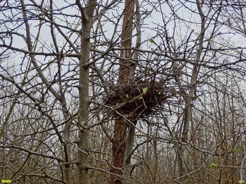 Классическое гнездо в лесопаркой зелёной зоне
