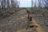 Безрадостная картина вырубки в Тутовом лесу возле ст.Роговской