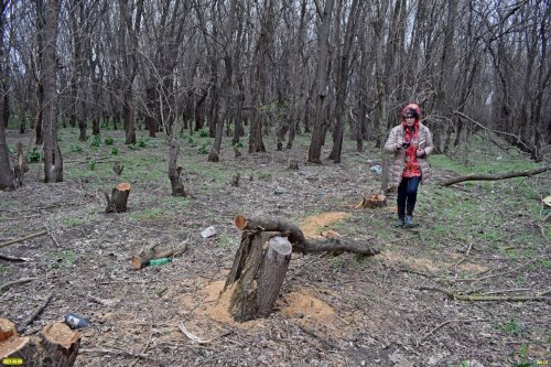 Инспекция вырубки в Тутовом лесу (ст.Роговская Тимашевского района)