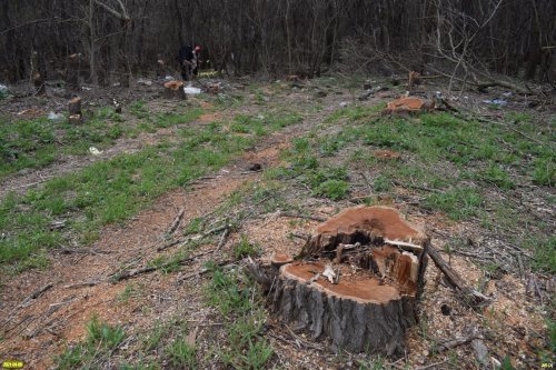 Пень тутового дерева. Вырубка в Тутовом лесу возле ст.Роговской