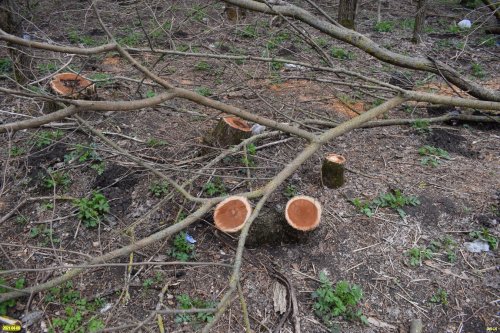 Возле ст.Роговской произошла браконьерская вырубка в Тутовом лесу