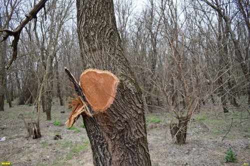 Обезображенное тутовое дерево. Вырубка в Тутовом лесу возле ст.Роговской