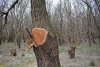 Обезображенное тутовое дерево. Вырубка в Тутовом лесу возле ст.Роговской