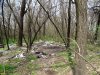 Мусор, растащенный бомжами с Тимашевской свалки в соседнюю лесополосу для "сортировки"