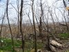 Мусор, растащенный бомжами с Тимашевской свалки в соседнюю лесополосу для "сортировки"