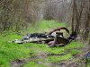 Лесополоса возле Тимашевской районной свалки тоже страдает от мусора