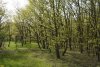 Урочище Холмский лес (Абинский район) весной