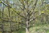 Старовозрастные деревья в урочище Холмский лес (Абинский район)