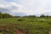 Бывшая Холмская свалка ТБО в урочище Холмский лес (Абинский район) зарастает свежей растительностью