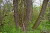 Вековые деревья на природной территории Ильский Подкрепостной лес в Северском районе