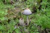 Ильский Подкрепостной лес: грибы навозники вполне красивы и даже съедобны 