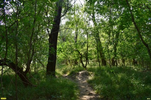 Настоящий лес в пойме реки Абин в районе пешеходного моста (Абинск)