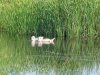 Лебеди в бессточном озере в лесном урочище "Парк" (г.Абинск)