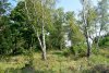 Широколиственный лес в северной части урочища "Парк" на территории г.Абинска