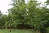 Дубы и ясени в памятнике природы "Дубовая роща" (Ленинградский район)